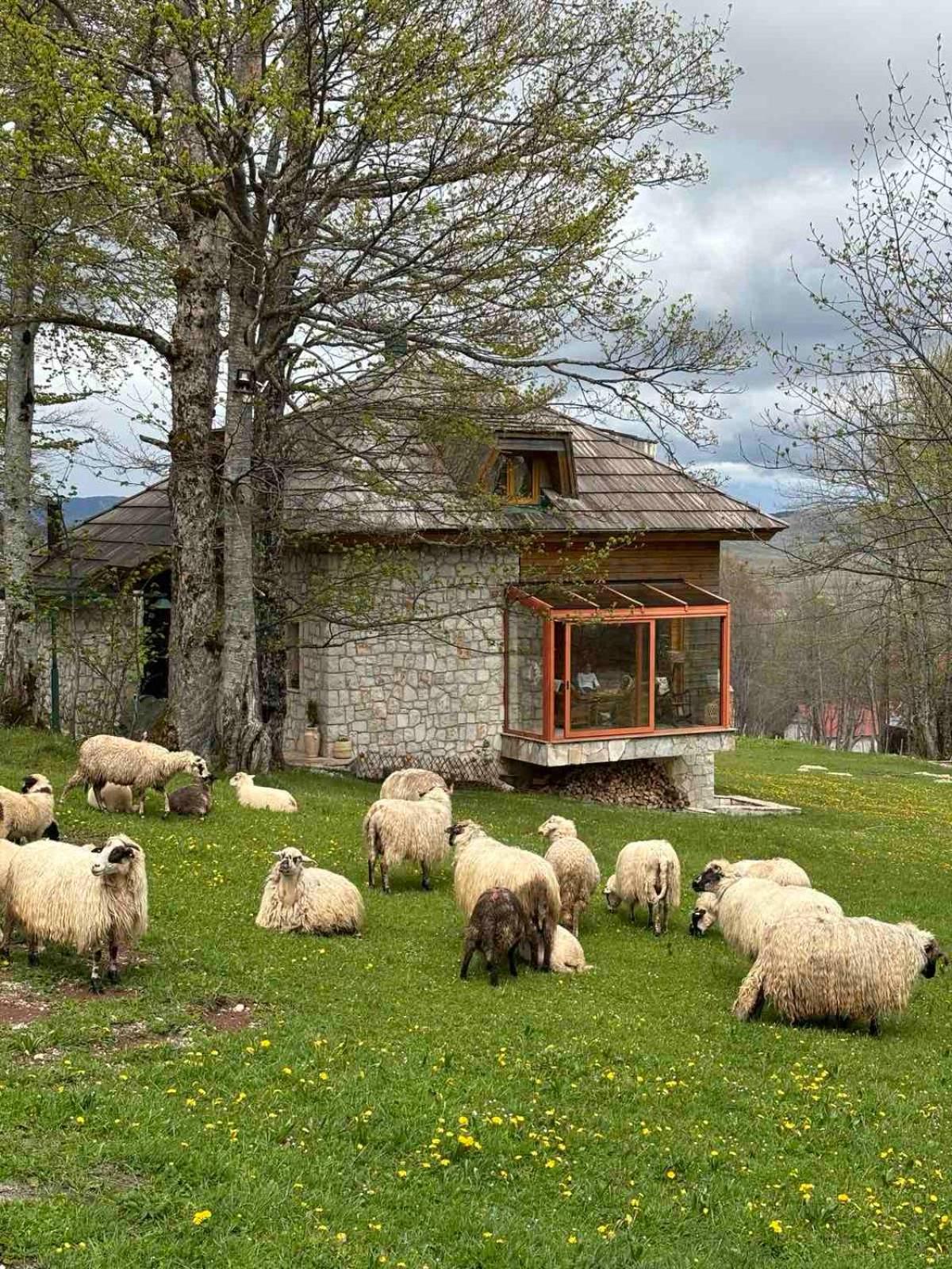 Green Forest Žabljak Εξωτερικό φωτογραφία