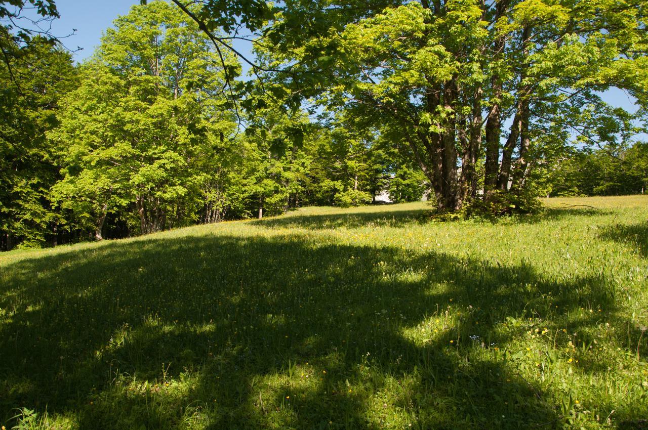 Green Forest Žabljak Εξωτερικό φωτογραφία