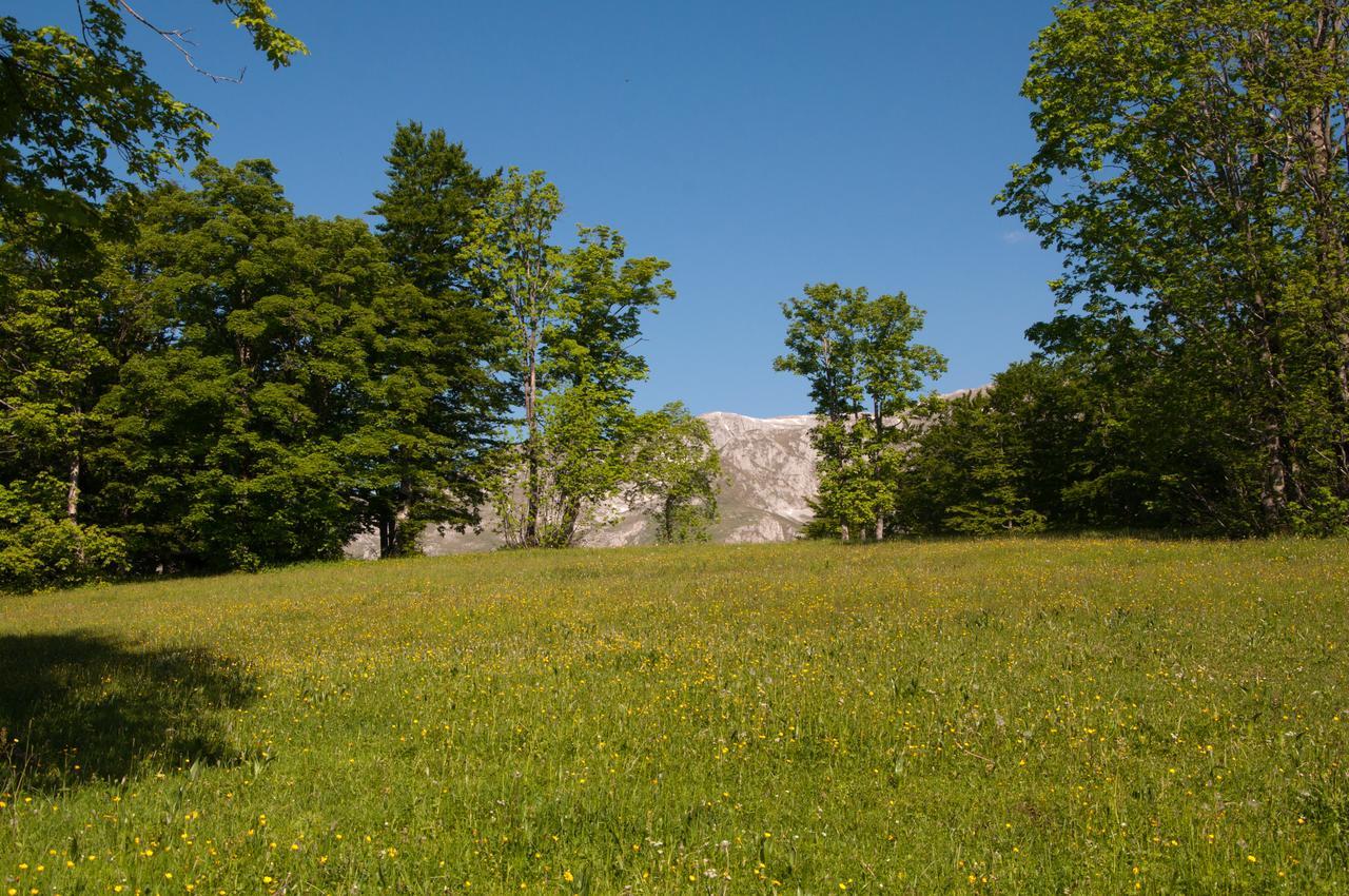 Green Forest Žabljak Εξωτερικό φωτογραφία