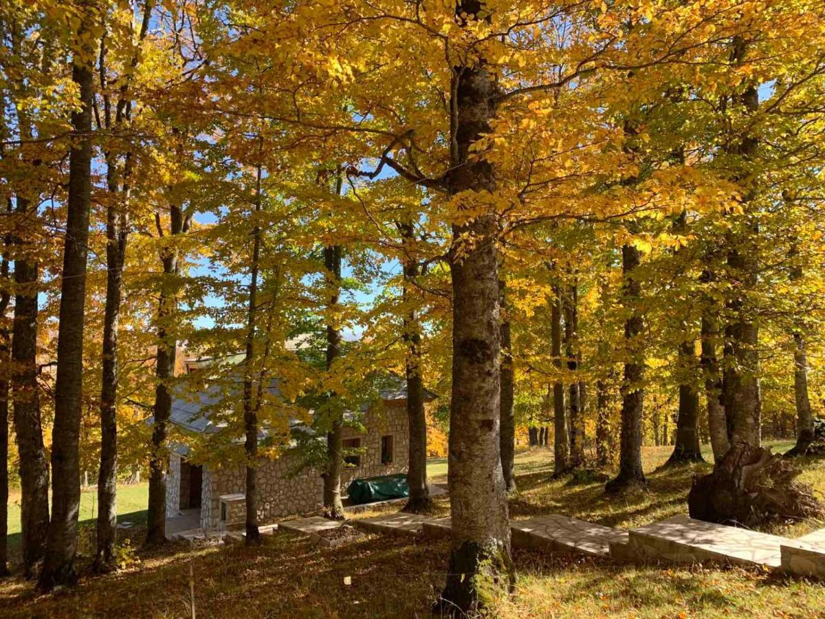 Green Forest Žabljak Εξωτερικό φωτογραφία